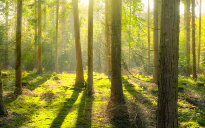 Discussion on Nature and Shintaido