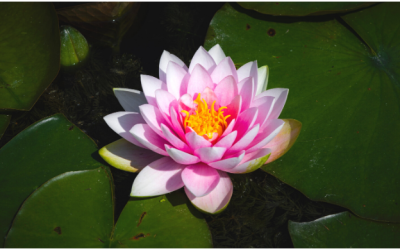 PacShin 2021 Kangeiko via Zoom was a success!